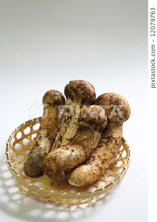 Matsutake 12079763
