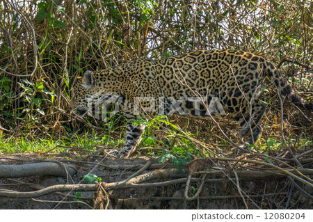 Side view of camouflaged Jaguar in Pantanal walking through the forest 12080204