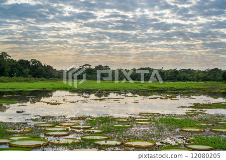 Brazilian Panantal skyline with Victoria Regia plants in water 12080205