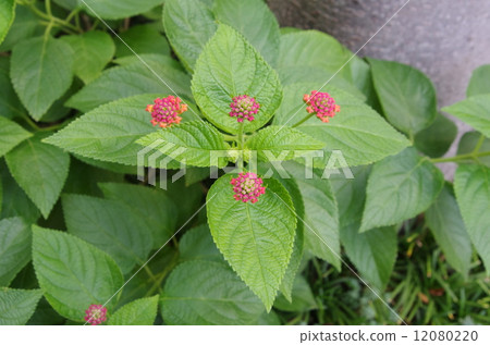 馬纓丹 馬纓丹 12080220