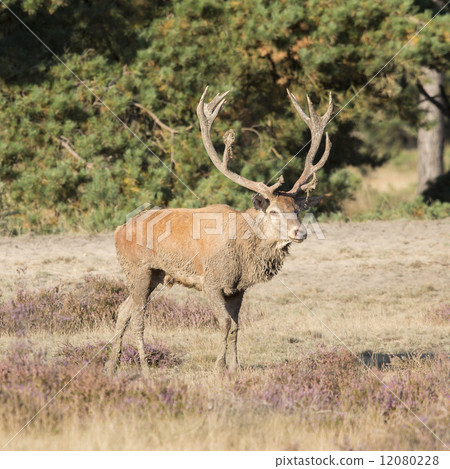 Red deer (Cervus elaphus) - National Park Hoge Veluwe, the Nethe Red deer (Cervus elaphus) - National Park Hoge Veluwe, the Nethe 12080228