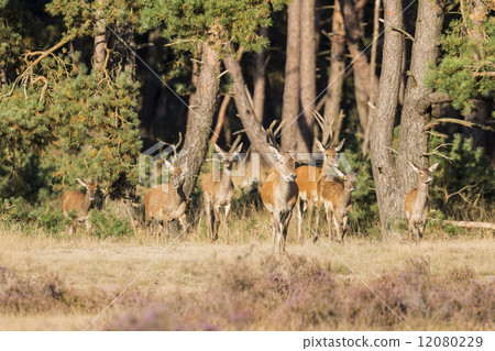 Red deer (Cervus elaphus) - National Park Hoge Veluwe, the Nethe 12080229