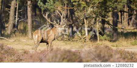 Red deer (Cervus elaphus) - National Park Hoge Veluwe, the Nethe Red deer (Cervus elaphus) - National Park Hoge Veluwe, the Nethe 12080232