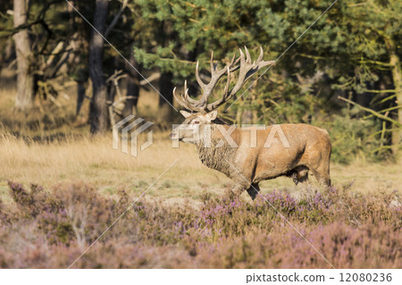Red deer (Cervus elaphus) - National Park Hoge Veluwe, the Nethe 12080236