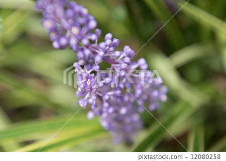 Yaburin Bud Closeup 12080258