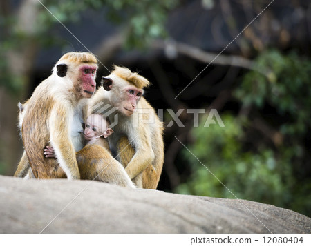 Family of red-faced Macaque monkeys in the forest 12080404