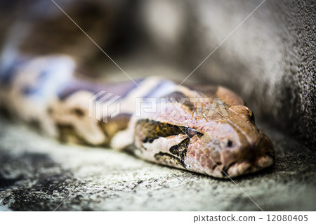 Python snake is just a the sneaking serpent 12080405