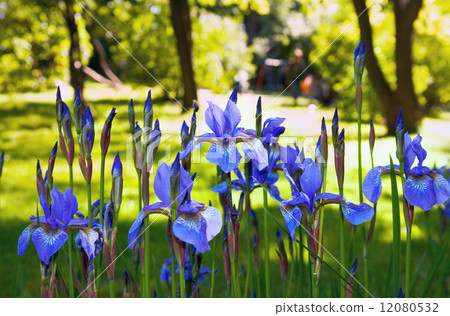 Iris flowers 12080532
