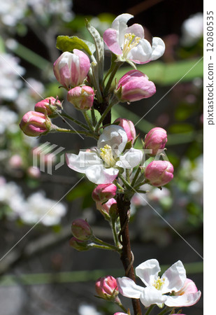 Twig of apple-tree 12080535