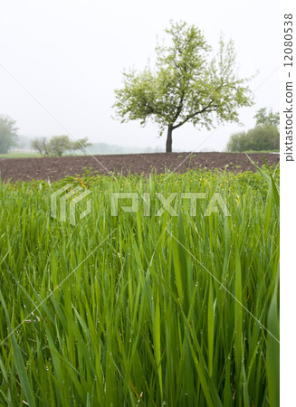 Dewy grass 12080538