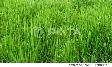 Dewy grass 12080543