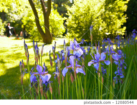 Iris flowers 12080544