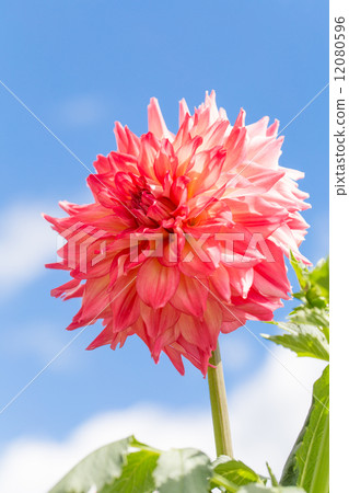 Dahlia variety (Aya) 12080596