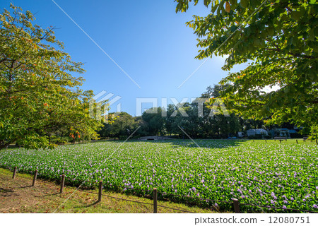 Mizuki Park 12080751