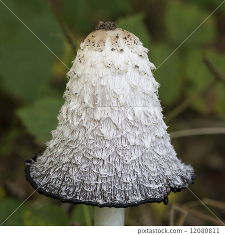 Lawyer's wig (Coprinus comatus) 12080811