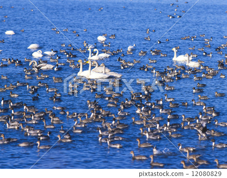 Izukuni migratory birds Izukuni migratory birds 12080829