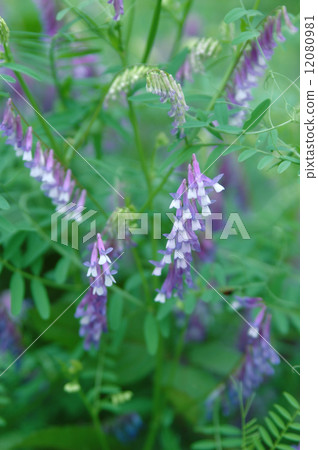  多花野碗豆 12080981