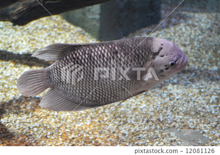 Osufuronemusu 12081126