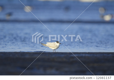 一隻(鳥) 鷗類 鴴形目 12081137