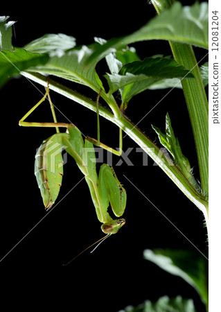 Halabirakamakiri（幼蟲） 12081204