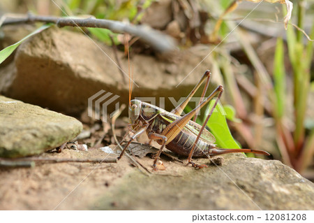 蚱蜢（女） 12081208