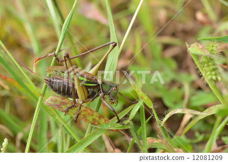 Grasshopper (male) 12081209