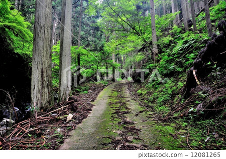 The way to the forest 12081265