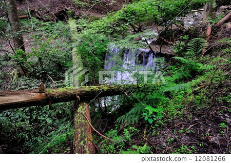 Scenery in the forest: Fallen trees straddling mountain streams 12081266