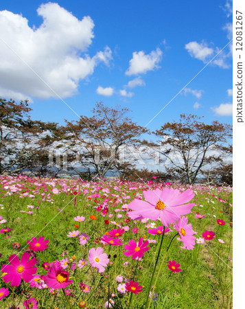 Cosmos 12081267