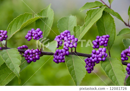 Murasakikibu 12081726