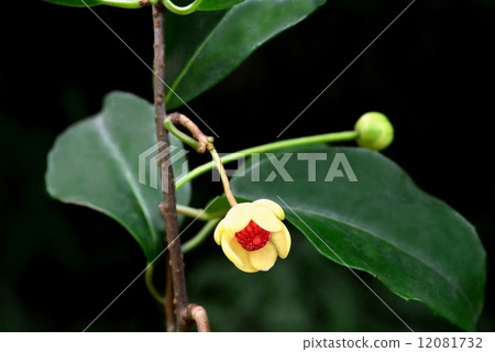 竹花 竹花 12081732