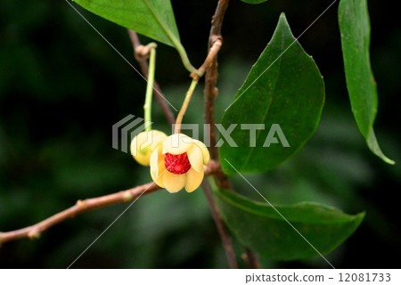 Bamboo flowers 12081733