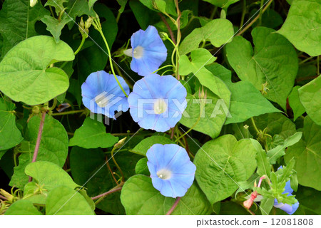 American morning glory American morning glory 12081808