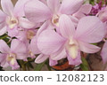 Orchid 12082123