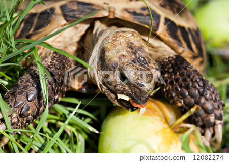 tortoise eating apple tortoise eating apple 12082274