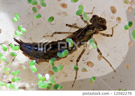dragonfly big larva dragonfly big larva 12082276