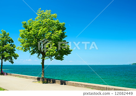 Trees by Lake Constance at Germany 12082449