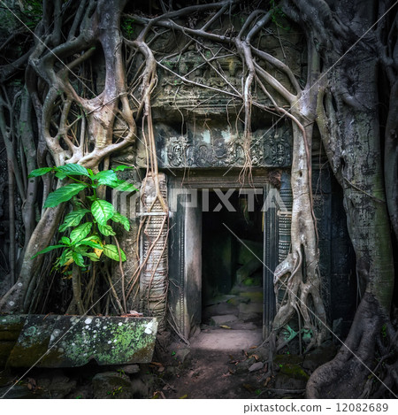 Ta Prohm temple with giant banyan tree at Angkor Wat Ta Prohm temple with giant banyan tree at Angkor Wat 12082689
