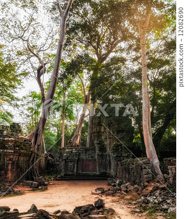 Ta Prohm temple with giant banyan tree at sunset. Angkor Wat 12082690