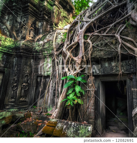 Ta Prohm temple with giant banyan tree at Angkor Wat Ta Prohm temple with giant banyan tree at Angkor Wat 12082691