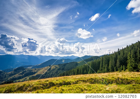 Amazing sunny landscape with pine tree highland forest Amazing sunny landscape with pine tree highland forest 12082703