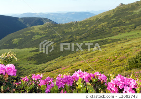 Mountain rhododendron blossoming Mountain rhododendron blossoming 12082748