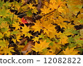 Fallen leaves  12082822