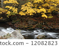 Maple of the valley 12082823