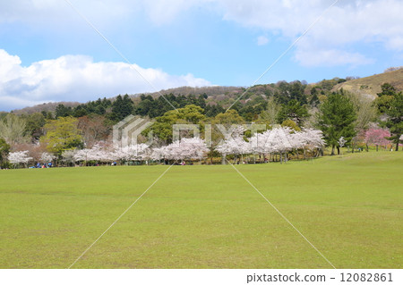Kasuga gardens of Nara Spring 12082861