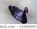 黑鳥 12083060