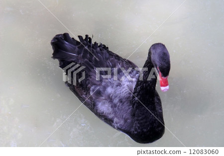 Black bird Black bird 12083060