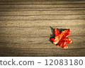 foliage, autumn leaves 12083180
