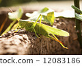 grasshopper 12083186