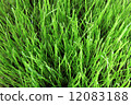 meadow close-up 12083188